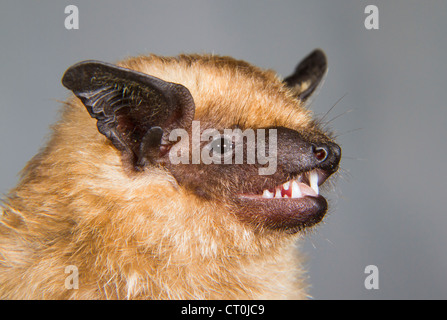 Il subedema bat (Eptesicus serotinus) verticale (la Repubblica della Georgia, nel Caucaso). Foto Stock