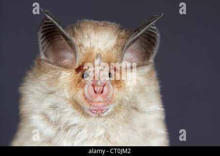 Ferro di cavallo mediterraneo bat (Rhinolophus euryale) verticale (la Repubblica della Georgia, nel Caucaso). Foto Stock