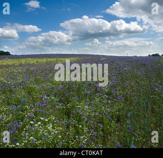 campo Foto Stock