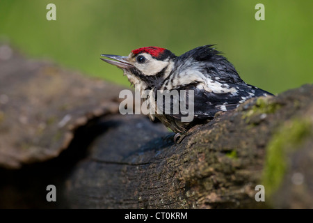 Picchio rosso maggiore Dendrocopos major capretti appollaiato nel bosco al Lago Csaj, Ungheria in giugno. Foto Stock