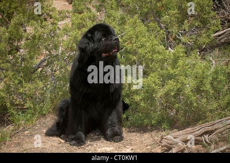 Seduta di Terranova Foto Stock