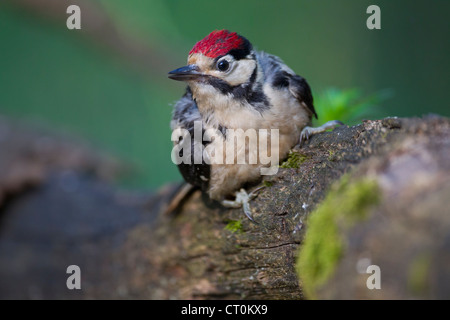 Picchio rosso maggiore Dendrocopos major capretti appollaiato nel bosco al Lago Csaj, Ungheria in giugno. Foto Stock