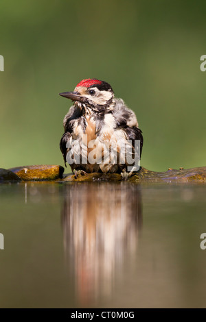 Picchio rosso maggiore Dendrocopos major capretti la balneazione sul Lago Csaj, Ungheria in giugno. Foto Stock