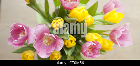 Disposizione dei display tulipani Tulipa, in primavera in Cotswolds, Oxfordshire, Regno Unito Foto Stock