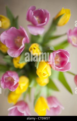 Disposizione dei display tulipani Tulipa, in primavera in Cotswolds, Oxfordshire, Regno Unito Foto Stock