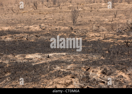 Le conseguenze di un incendio che ha distrutto le case, cabine ed edifici in una zona montuosa dello Utah, Stati Uniti d'America. Foto Stock