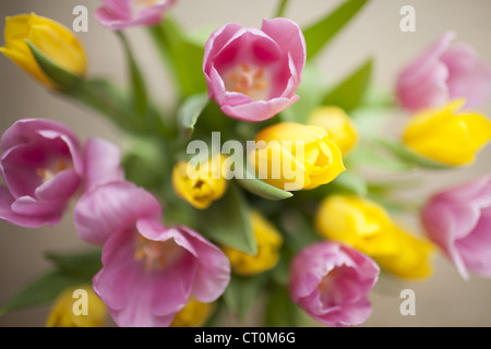 Disposizione dei display tulipani Tulipa, in primavera in Cotswolds, Oxfordshire, Regno Unito Foto Stock