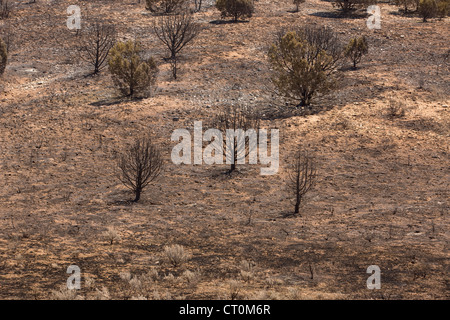 Le conseguenze di un incendio che ha distrutto le case, cabine ed edifici in una zona montuosa dello Utah, Stati Uniti d'America. Foto Stock