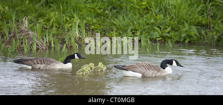 Coppia di allevamento di oche del Canada, Branta canadensis, con giovani goslings, sul Fiume Windrush a Swinbrook, il Costwolds, REGNO UNITO Foto Stock