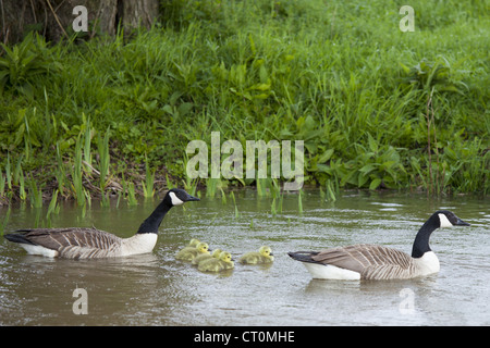 Coppia di allevamento di oche del Canada, Branta canadensis, con giovani goslings, sul Fiume Windrush a Swinbrook, il Costwolds, REGNO UNITO Foto Stock