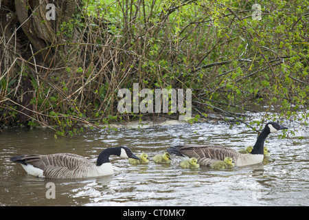 Coppia di allevamento di oche del Canada, Branta canadensis, con giovani goslings, sul Fiume Windrush a Swinbrook, il Costwolds, REGNO UNITO Foto Stock