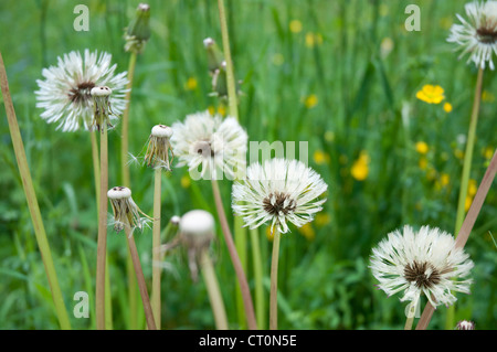 Il tarassaco fiorire in un prato al di fuori della regione del Salzkammergut villaggio di Hallstatt, Austria Foto Stock