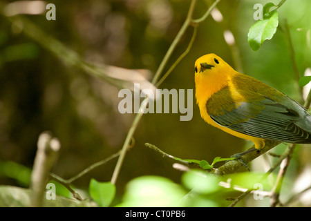 Prothonotary trillo (Protonotaria citrea) appollaia Foto Stock