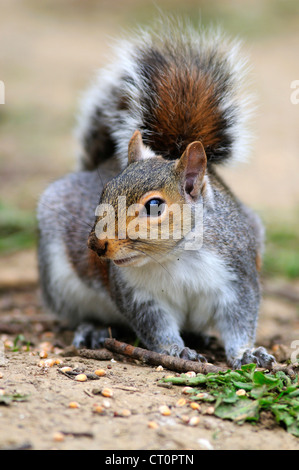 Scoiattolo grigio Sciurus carolinensis mammifero roditore tree Rodentia Aplodontidae alien Foto Stock