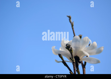 Bianco fiore di magnolia blossom bloom e gemme sullo sfondo del cielo blu in primavera. Foto Stock