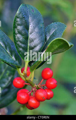 La maturazione holly bacche. Dorset, Regno Unito Ottobre 2011 Foto Stock