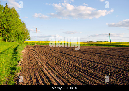 Arato e rurale di colza campi agricoli e nuvoloso cielo blu. Foto Stock