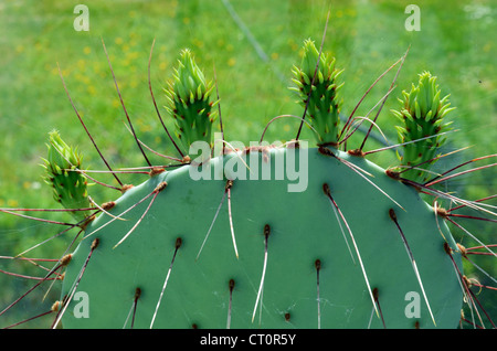 Ficodindia o pagaia cactus preparato per la fioritura all'interno summerhouse. Impianto lunga e affilata spine closeup. Foto Stock