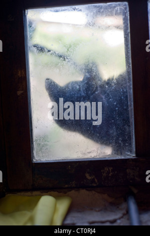 Cat attraverso la finestra. Foto Stock