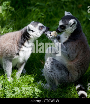 Anello di due croci lemuri al Paradise Wildlife Park, Broxbourne Foto Stock