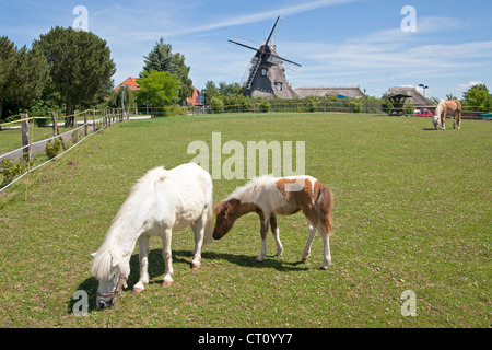 Pony e puledro davanti al mulino a vento, Mecklenburg Village vicino a Wismar, Meclemburgo-Pomerania Occidentale, Germania Foto Stock