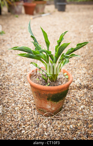 Un sottile lasciato hosta in una pentola di terracotta Foto Stock