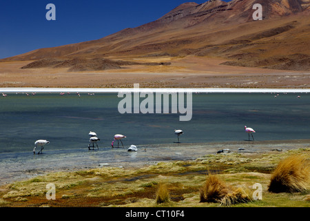 Fenicotteri rosa sulla Laguna Canapa, Lipez sud, sud-ovest Highlands, Bolivia, Sud America Foto Stock