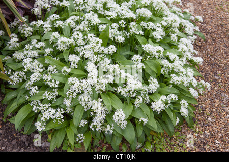 Fioritura di aglio selvatico (Allium ursinum) Foto Stock