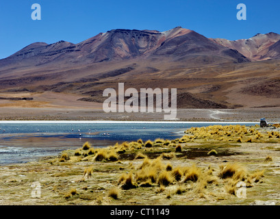 Laguna Canapa, Lipez sud, sud-ovest Highlands, Bolivia, Sud America Foto Stock