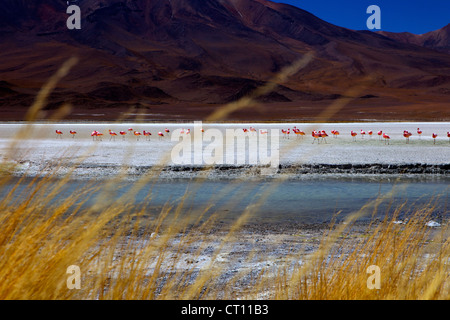 Fenicotteri rosa sulla Laguna Canapa, Lipez sud, sud-ovest Highlands, Bolivia, Sud America Foto Stock