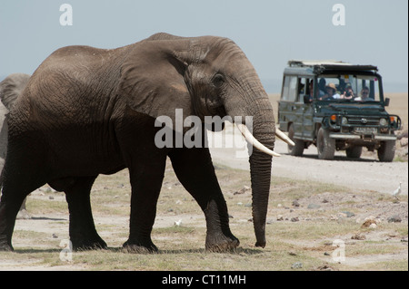 Attraversamento di elefante nella parte anteriore della trazione a quattro ruote motrici Foto Stock