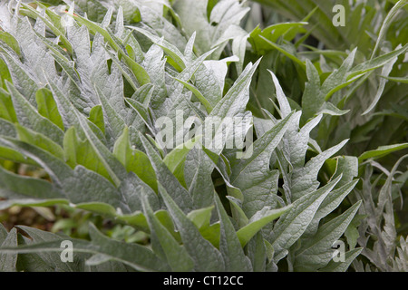 Il cardo (Cynara cardunculus) e chiamato anche il carciofo thistle Foto Stock