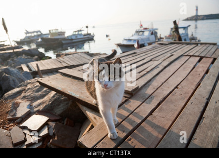 Cat camminando sul molo Foto Stock