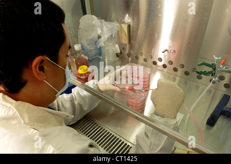 Assistente di laboratorio lavora con le cellule staminali adulte Foto Stock