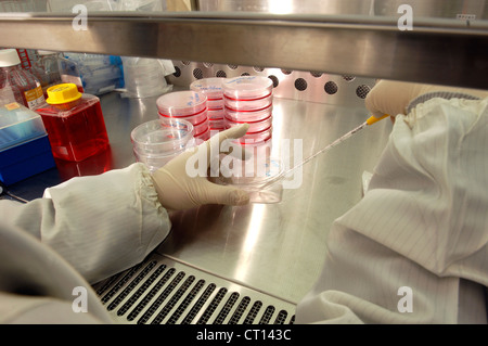 Assistente di laboratorio lavora con le cellule staminali adulte Foto Stock