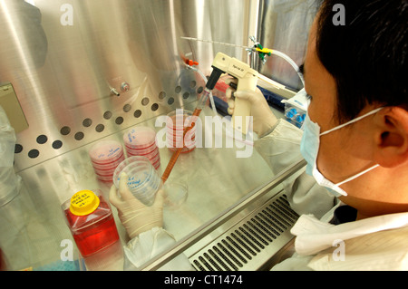 Assistente di laboratorio lavora con le cellule staminali adulte Foto Stock