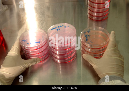 Le cellule staminali adulte Foto Stock