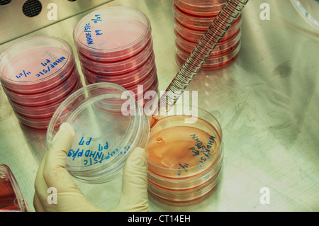 Piastre di Petri per la ricerca sulle cellule staminali Foto Stock