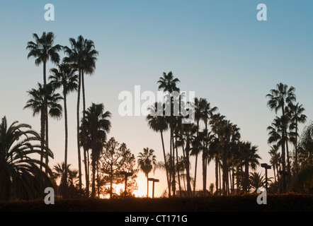 Silhouette di palme al tramonto Foto Stock