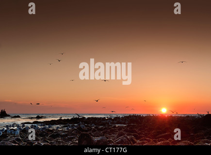 Gabbiani sorvolano spiaggia al tramonto Foto Stock