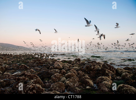 Gabbiani sorvolano spiaggia rocciosa Foto Stock