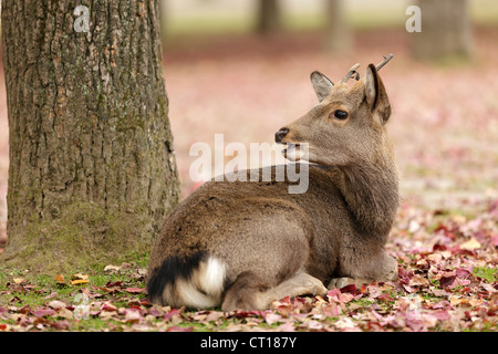 Carino il cervo che giace nei pressi di albero nella stagione autunnale, Parco di Nara, Kyoto, Giappone Foto Stock