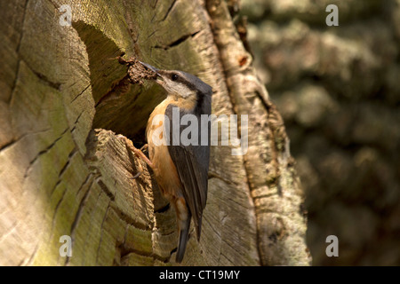 Picchio muratore, Sitta europaea costruendo il suo nido Foto Stock