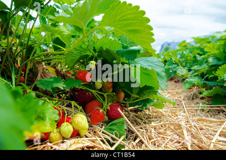 Un sacco di mature e presto--essere-fragole mature su una pianta di fragola Foto Stock