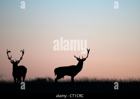 Daini (Dama Dama) adulto buck, all'alba, Kent, Inghilterra, Ottobre, Canis Foto Stock