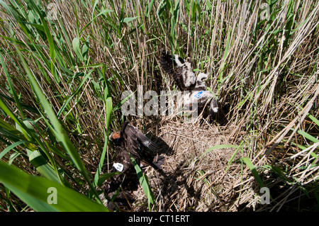 Western Marsh Harrier (Circus aeruginosus) pulcini nel nido, Isle of Sheppey, Kent, Inghilterra Foto Stock