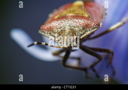 Bug di protezione sp; poggiante su bluebell, Kent, Inghilterra. Foto Stock