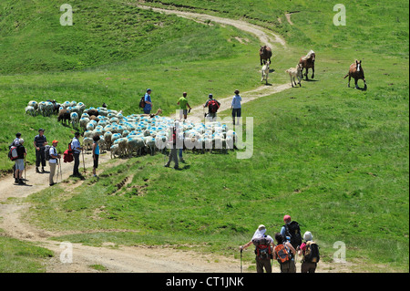 Free Roaming cavalli e pastore con turisti imbrancandosi gregge di pecore di montagna a il Col du Soulor, Pirenei, Francia Foto Stock