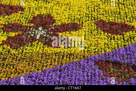 Pattern colorati in aiuola di pansies Foto Stock