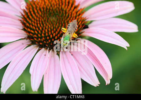 Virescent Verde metalizzato Ape su Purple Coneflower Foto Stock